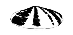 Shell Logo - 1900